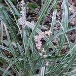 Silver Dragon - Liriope Spicata - 3 Mature Plants