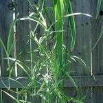 Reverse Variegated Spider Plant - 5 Plantlets