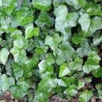 English Ivy - Hedera Helix - 20 Unrooted Cuttings