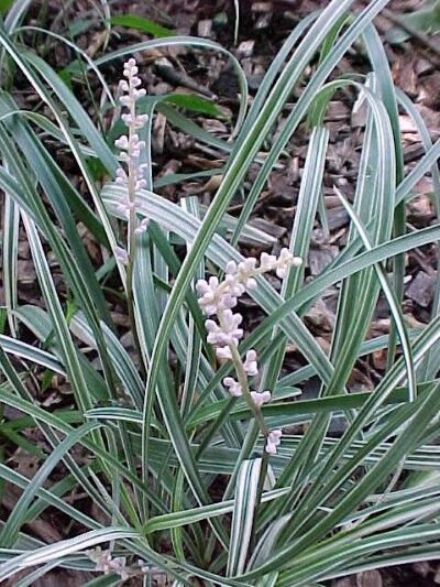 Silver Dragon - Liriope Spicata - 3 Mature Plants