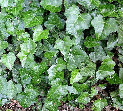 English Ivy - Hedera Helix - 20 Unrooted Cuttings